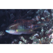 Oxycheilinus bimaculatus (Valenciennes, 1840)