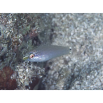 Halichoeres trimaculatus (Quoy et Gaimard, 1834)