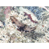 Halichoeres margaritaceus (Valenciennes, 1839) or Halichoeres nebulosus (Valenciennes, 1839)