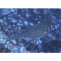 Chromis weberi Fowler et Bean, 1928