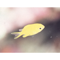 Chromis albicauda Allen et Erdmann, 2009