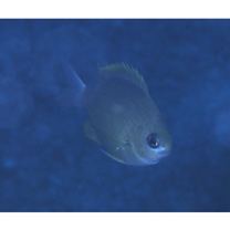 Chromis albicauda Allen et Erdmann, 2009