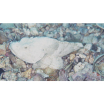 Scorpaenopsis neglecta Heckel, 1837 or S. diabolus Cuvier, 1829