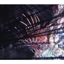 Pterois antennata (Bloch, 1787)