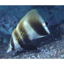 Coradion altivelis McCulloch, 1916