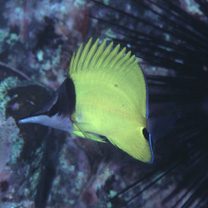 Forcipiger flavissimus Jordan et McGregor, 1898