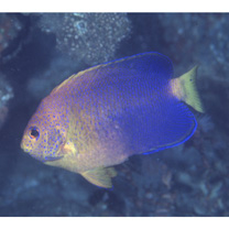 Centropyge interrupta (Tanaka, 1918)