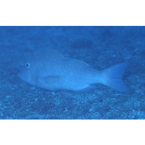 Lethrinus nebulosus (Forsskal, 1775)