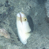 Gymnothorax sagmacephalus Bohlke, 1997