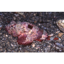 Scorpaenopsis cotticeps Fowler, 1938