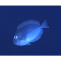 Acanthurus mata (Cuvier, 1829)