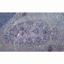 Asterorhombus intermedius (Bleeker, 1865)