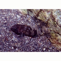 Scorpaenidae sp