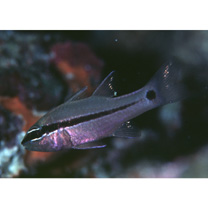 Pristiapogon fraenatus (Valenciennes, 1832)