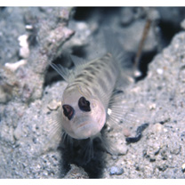 Ctenogobiops feroculus Lubbock et Polunin, 1977