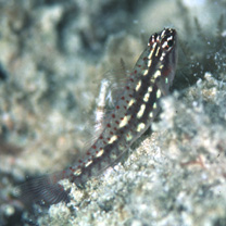 Eviota prasites Jordan et Seale, 1906