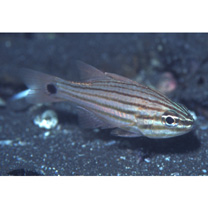 Ostorhinchus doederleini (Jordan et Snyder, 1901)