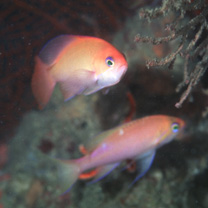 Pseudanthias hutomoi (Allen et Burhanuddin, 1976)