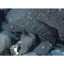 Epinephelus bontoides (Bleeker, 1855)
