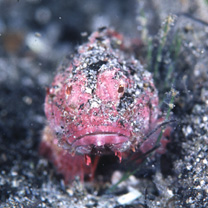 Scorpaenopsis cotticeps Fowler, 1938