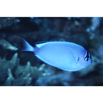 Genicanthus watanabei (Yasuda et Tominaga, 1970)