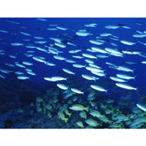 Pterocaesio trilineata Carpenter, 1987