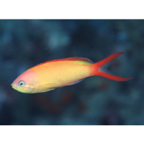 Pseudanthias ignitus (Randall et Lubbock, 1981)