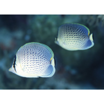 Chaetodon guttatissimus Bennett, 1832