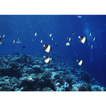 Hemitaurichthys zoster (Bennett, 1831)