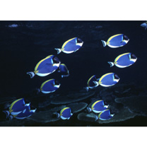 Acanthurus leucosternon Bennett, 1832