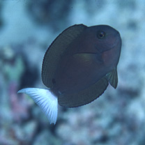 Acanthurus thompsoni (Fowler, 1923)