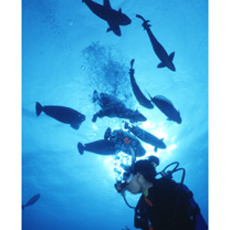 Naso vlamingii (Valenciennes, 1835)