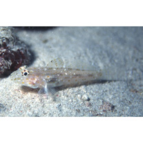 Fusigobius neophytus (Gunther, 1877)
