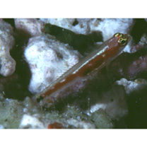 Eviota cometa Jewett et Lachner, 1983