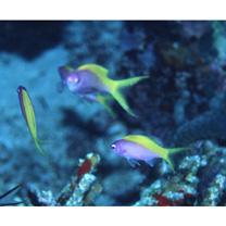 イエローバック・アンティアス