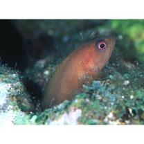 Cephalopholis spiloparaea (Valenciennes, 1828)