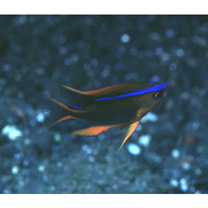 Neoglyphidodon crossi Allen, 1991