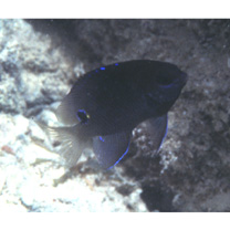 Stegastes albifasciatus (Schlegel et Muller, 1839)