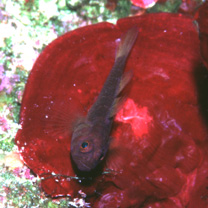 Trimma sp. 26 (T. emeryi of Kuiter, 1998)