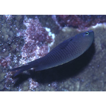 Stegastes fasciolatus (Ogilby, 1889)
