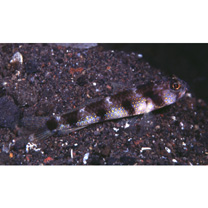 Vanderhorstia papilio Shibukawa et Suzuki, 2004