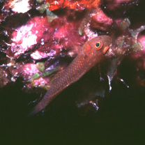 Trimma agrena Winterbottom et Chen, 2004