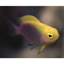 Chrysiptera bleekeri (Fowler et Bean, 1928)