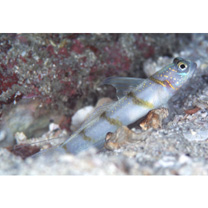 Vanderhorstia kizakura Iwata, Shibukawa et Ohnishi, 2007