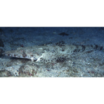 Inegocia ochiaii Imamura, 2010