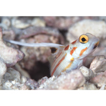 Stonogobiops yasha Yoshino et Shimada, 2001