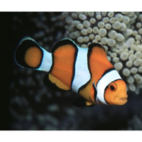 Amphiprion ocellaris Cuvier, 1830