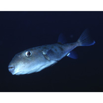 Sphoeroides pachygaster (Muller et Troschel, 1848)