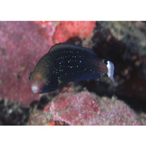 Scarus niger Forsskal, 1775