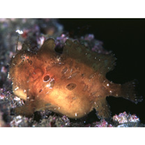 Antennarius striatus (Shaw, 1794)